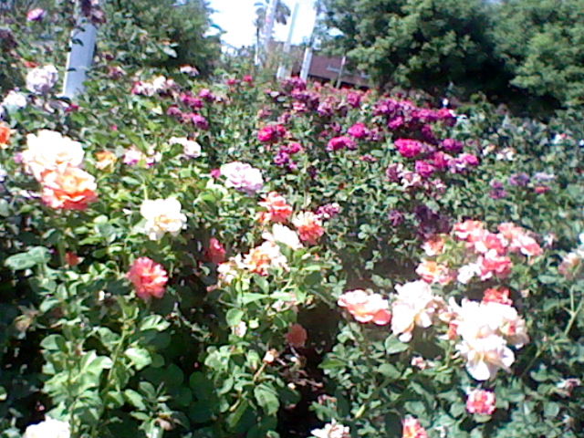 picture of a rose garden, taken with the 3DS